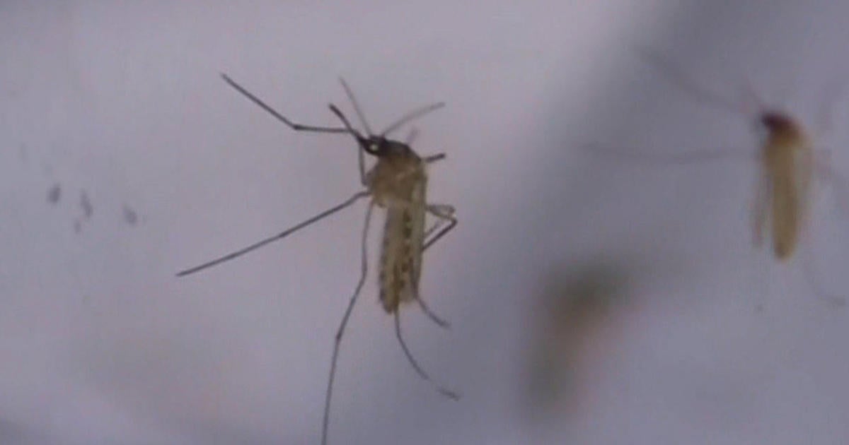 CDC: More than 1,100 West Nile virus cases in U.S., about half in Texas ...