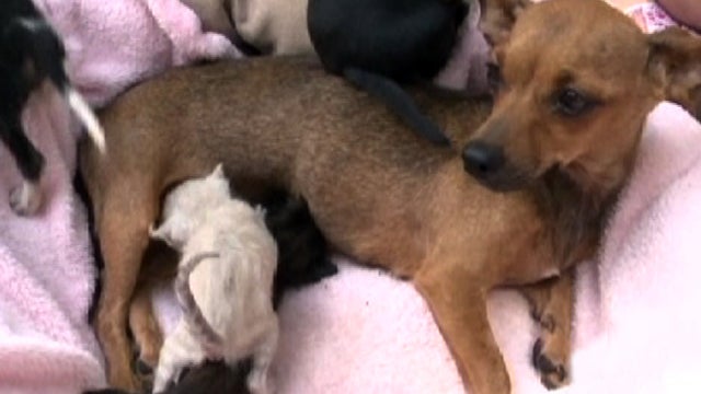 Chihuahua nurses kittens 