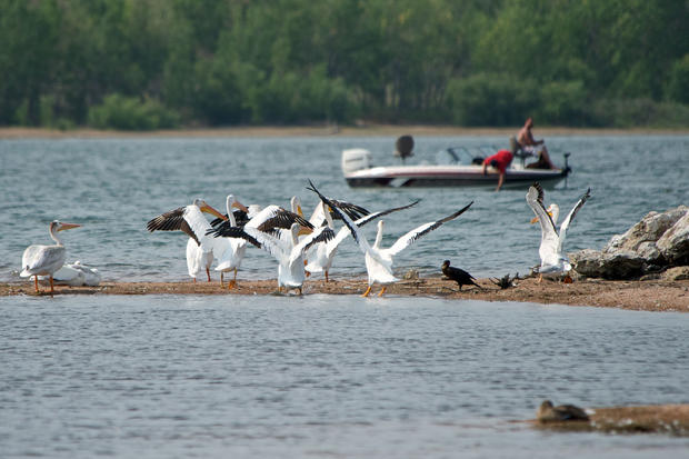 american-pelicans-scaring-away-fishermen.jpg 