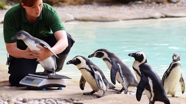01-LondonZooWeigh_1.jpg 