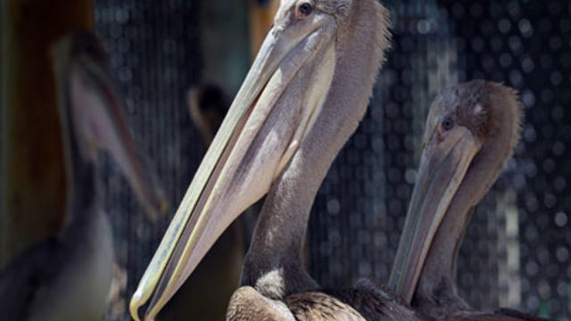 pelican1.jpg 