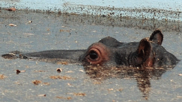 Harry the hippo in the water at the Monate Conservation Lodge near Modimolle, South Africa, Thursday, Aug. 23. 2012.  
