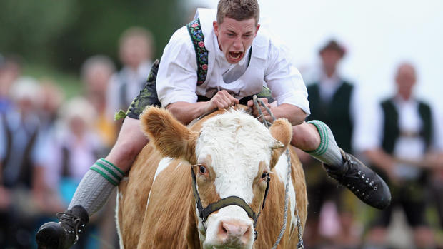 Bavarian Ox Racing Championships 