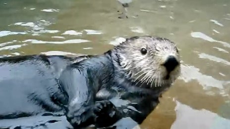 Nellie_the_Sea_Otter.jpg 
