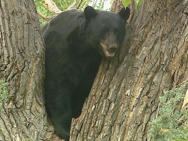 Bear In Boulder 