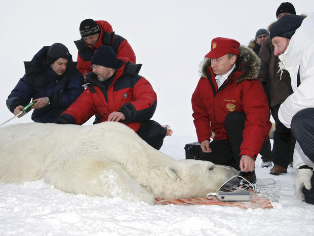 Russian Prime Minister Vladimir Putin takes measurements of a polar bear 