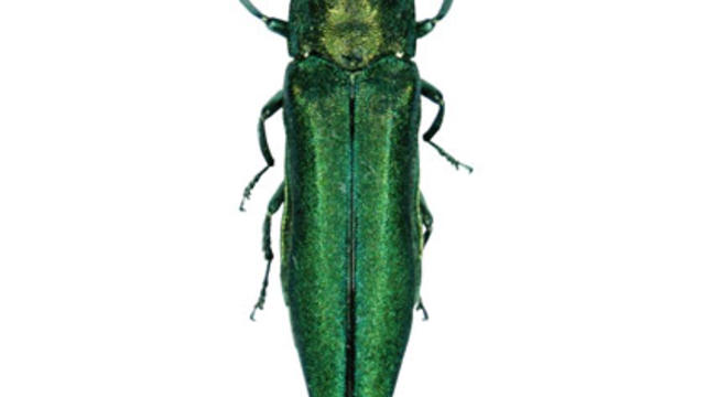 beetle1.jpg 