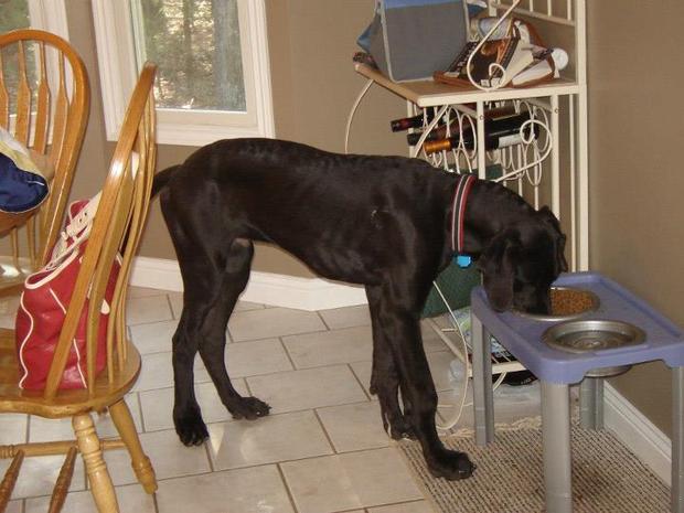 tallest dog eating 