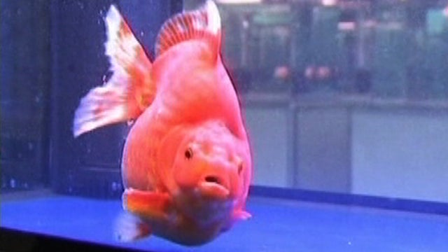 Goldfish_917_copy.jpg 