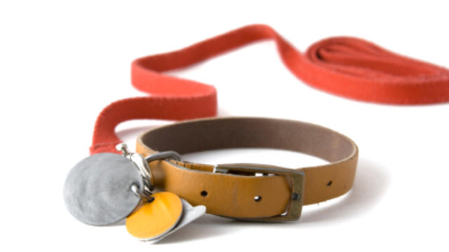 dog-collar-with-leash.jpg 