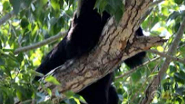 bear-in-tree.jpg 