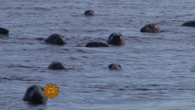Seals at Cape Cod