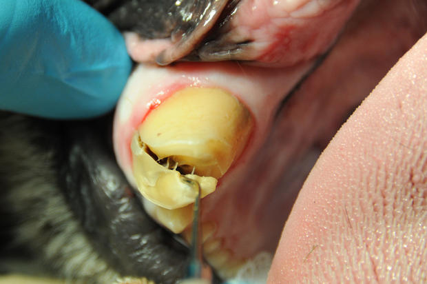 tiger-root-canal-92610.jpg 