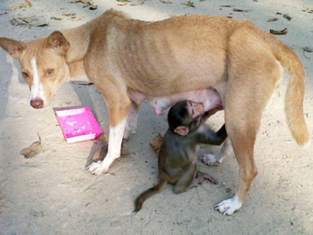 Mintu the dog, mother of seven puppies b 