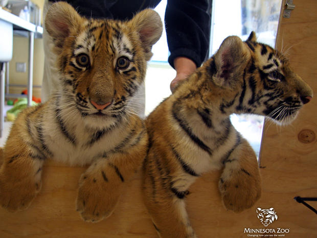 Minnesota Zoo's Female Amur Tiger Cubs 
