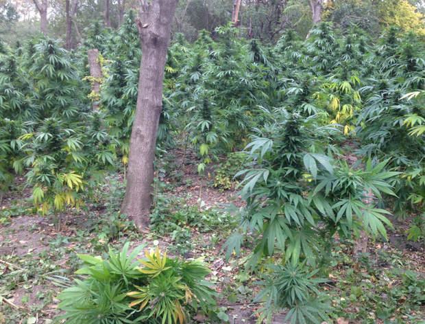Marijuana_Plants 