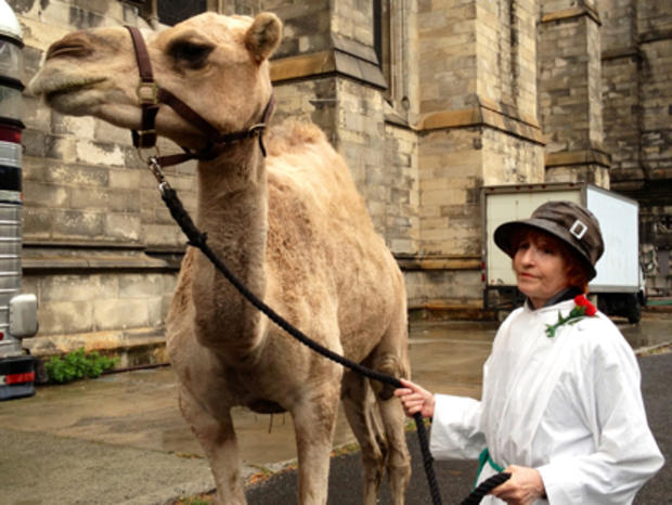 Ted The Camel At Annual 'Blessing of the Animals' Oct. 7, 2012 