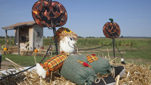A fall seasonal display sits on a hay bale at the Schaefers family corn maze near Mayflower, Ark., in this photo taken Tuesday, Oct. 2, 2012. 