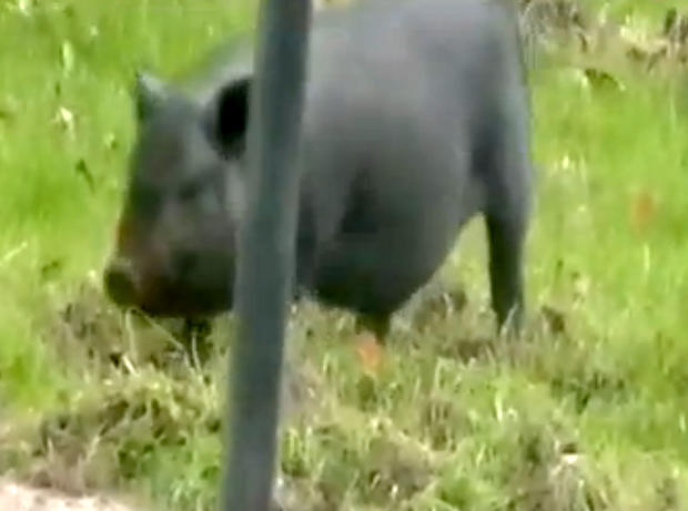 This black pot-bellied pig has been tearing up neighbors lawns in Midland Heights, Penn., and they're not quite sure how to handle it. 