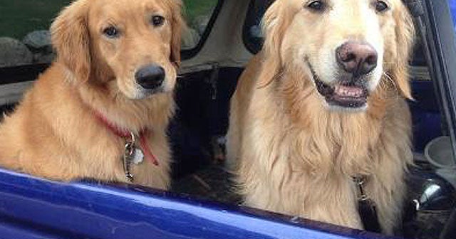 Dog rescues brother trapped in Cape Cod woods CBS News