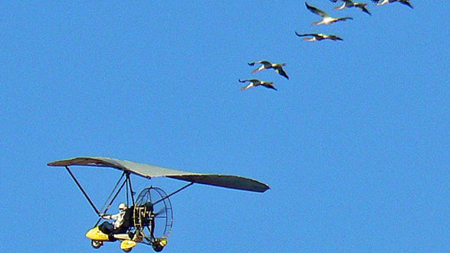 whooping-crane-migration.jpg 