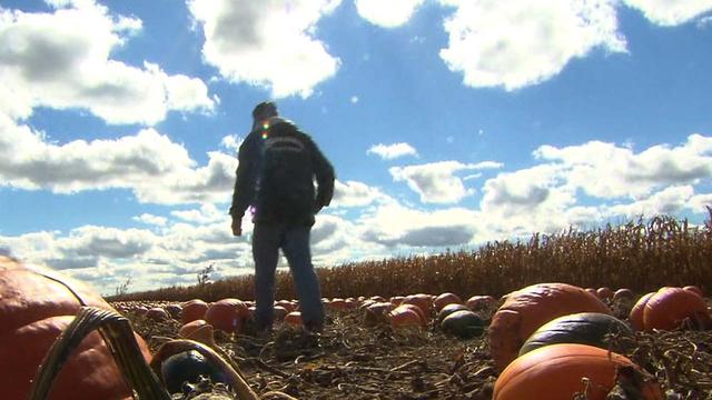 Drought has brought bumper crop of pumpkins in fall 2012. Here, Vernon Stade walks in one of his fields in McHenry, Ill. 