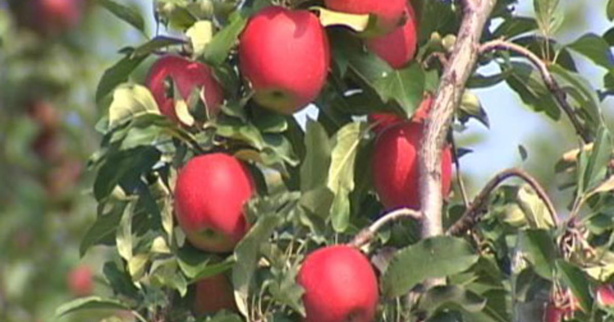 McIntoshApple Box - Champlain Orchards