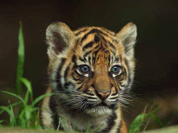 A Sumantran tiger cub 