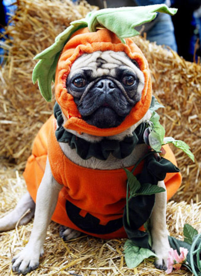 PHOTOS: Canine Promenade 2013 - 3rd Annual Dog Costume Contest and Parade  at the Esplanade