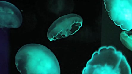 Moon_Jellies.jpg 
