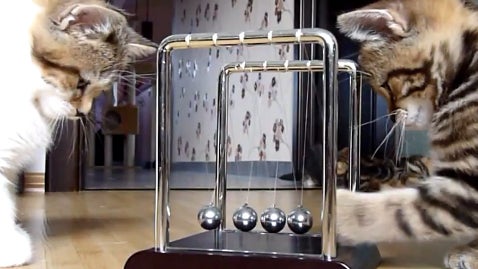 Kittens_learn_physics.jpg 