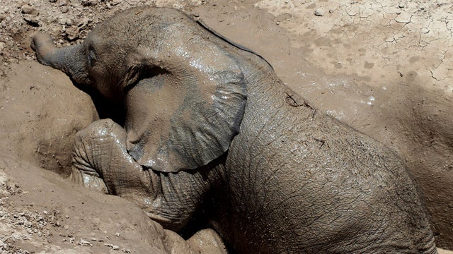 This elephant was rescued from a 5-foot hole in Ambolseli National Park on October 9, 2012. 