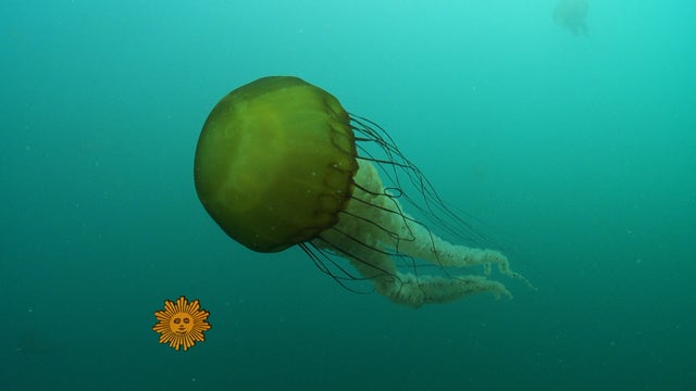 sm_1021_NATURE.jpg