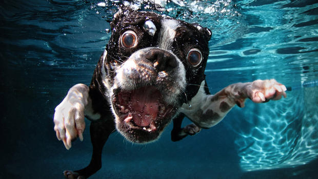 "Underwater Dogs" photos go viral and become a book 