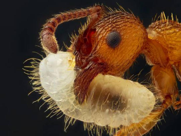 Myrmica sp. (ant) carrying its larva (5x) 