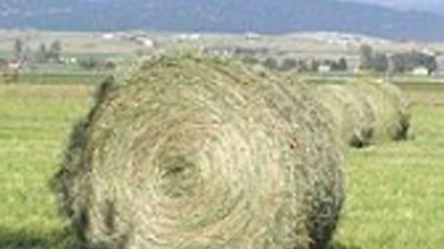 hay.jpg 