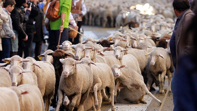 Shepherds lead their sheep through the centre of Madrid, Spain, Sunday, Oct. 28, 2012. 