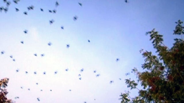Birds invade Calif. shopping center 