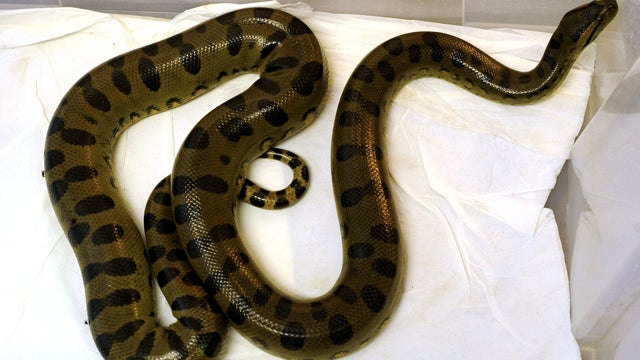 100920-anaconda-104379839.jpg 