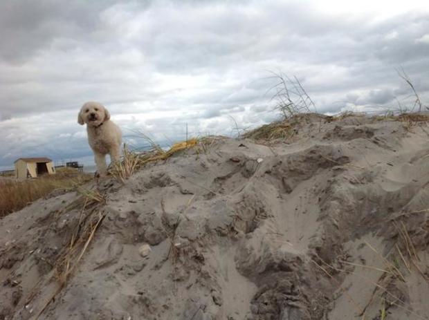 maggie-the-dog-in-avalon-surveying-damage-credit-carol-erickson.jpg 
