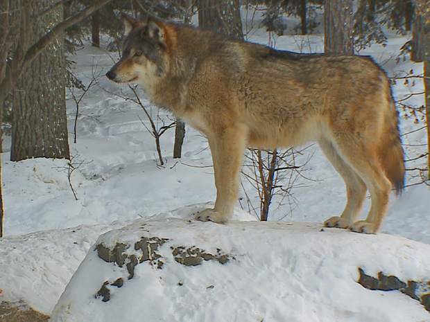 Wolf Hunt 2 