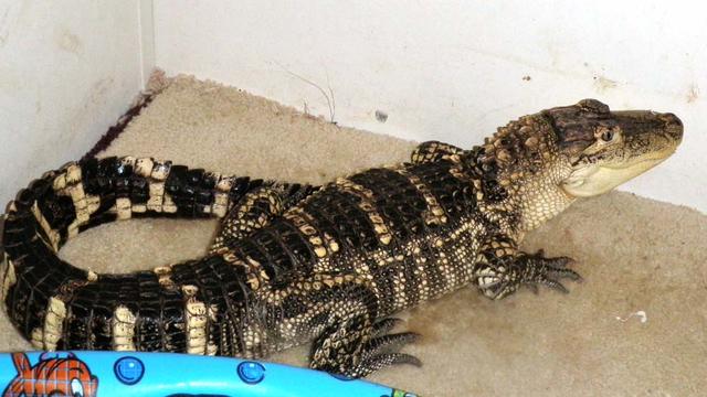 american-alligator.jpg 