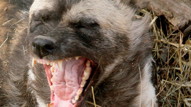 An African Painted Dog yawns at the Pittsburgh Zoo and Aquarium in Pittsburgh as he lays in a pile of hay Thursday, March 12, 2009. 