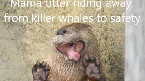 Otter_Rescue.jpg 