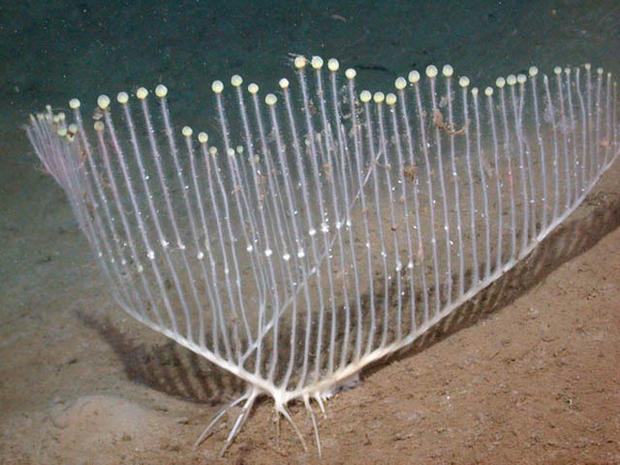 This photograph of the recently discovered carnivorous harp sponge, Chondrocladia lyra, was taken in Monterey Canyon, off the coast of California, at a depth of about 11,500 feet 