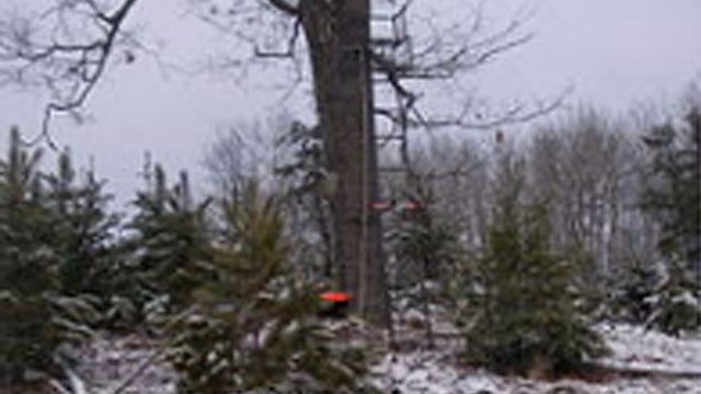 tree-stand---wikipedia.jpg 