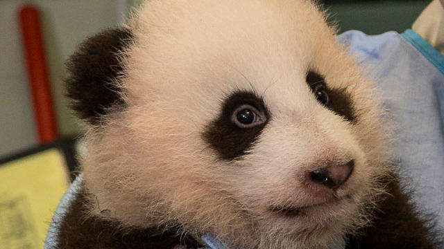 baby-panda.jpg 
