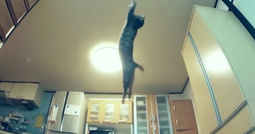 Check out some cute cats jumping in slowmotion CBS News