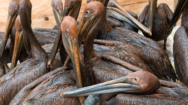 Oil-covered brown pelicans found off the Louisiana coast and affected by the BP Deepwater Horizon oil spill in the Gulf of Mexico wait in a holding pen for cleaning at the Fort Jackson Oiled Wildlife Rehabilitation Center in Buras, La., June 11, 2010. 