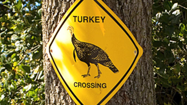 turkey-crossing.jpg 